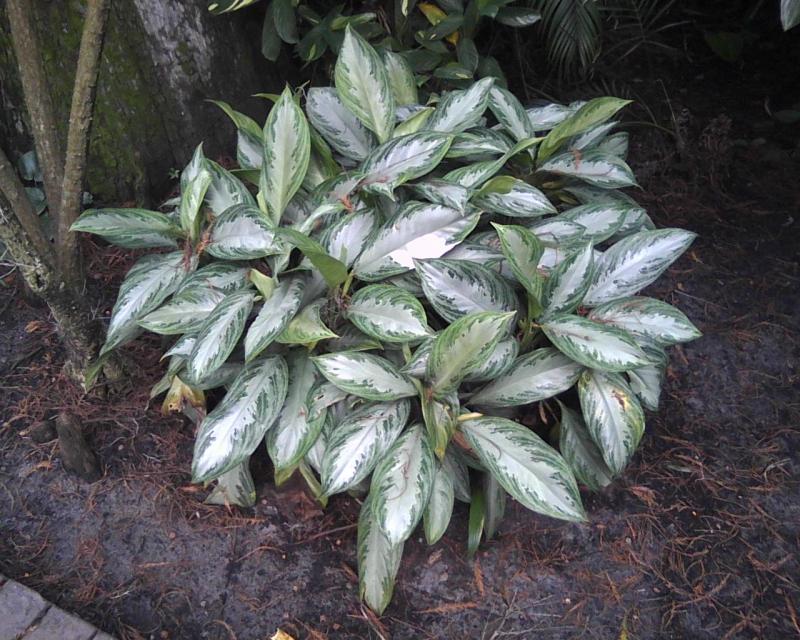 Aglaonema Commutatum