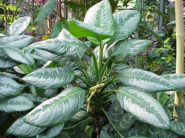 Aglaonema commutatum