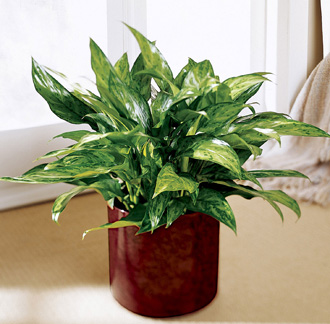 Aglaonema modestum