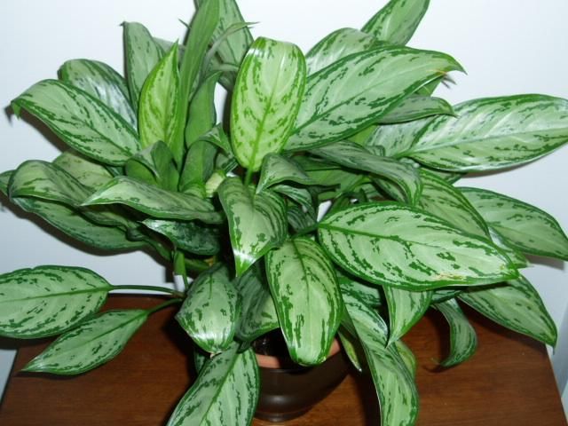 Aglaonema spp