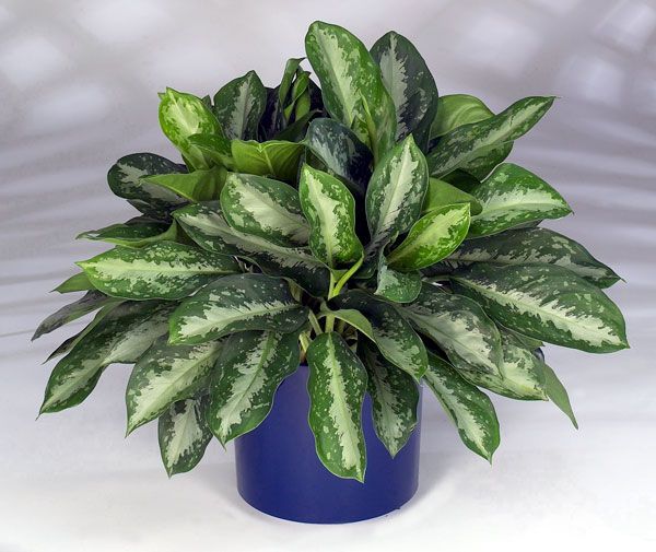 Aglaonema spp11