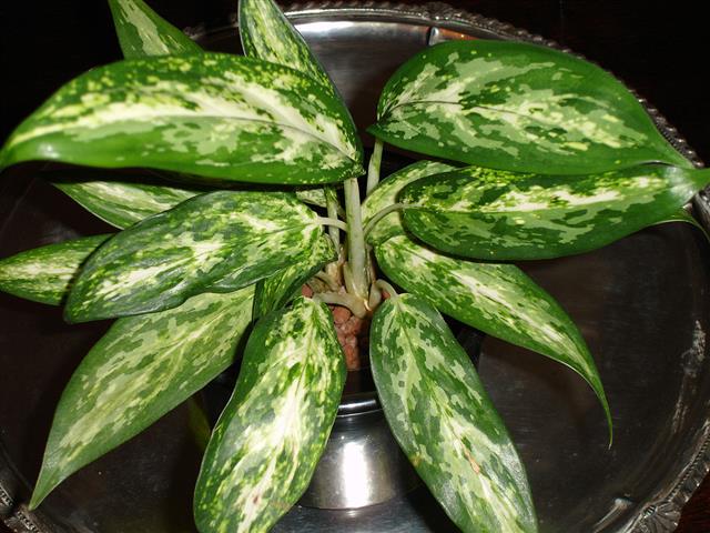 Aglaonema.var