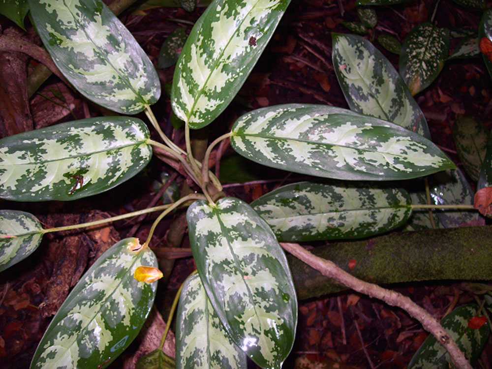 Aglaonema_commutatum_Pseudobracteatum