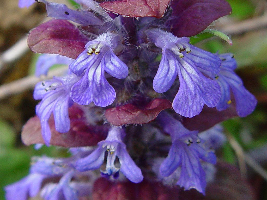 Ajuga reptans-0