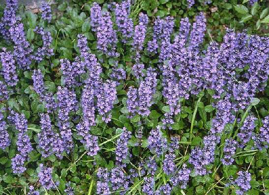 Ajuga