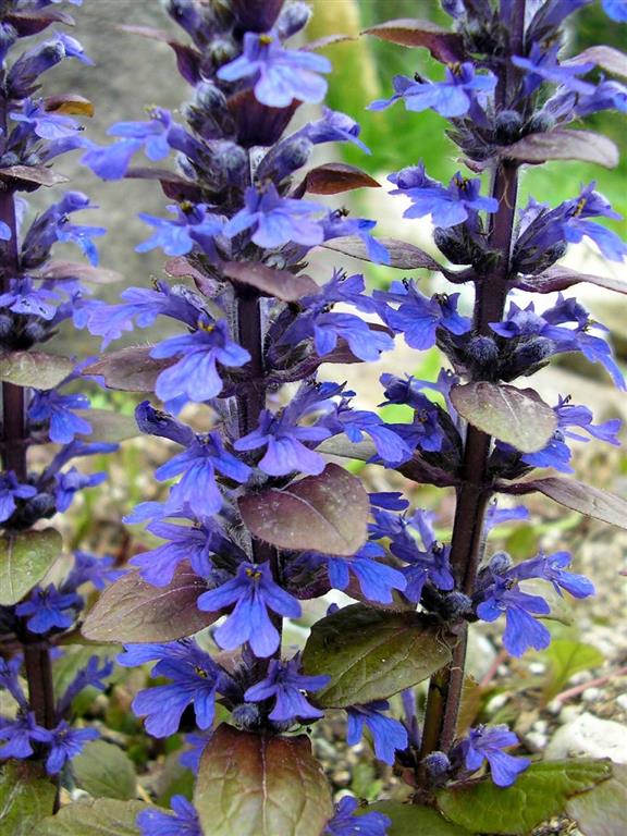 Ajuga_reptans