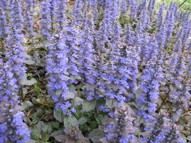 Ajuga_reptans1