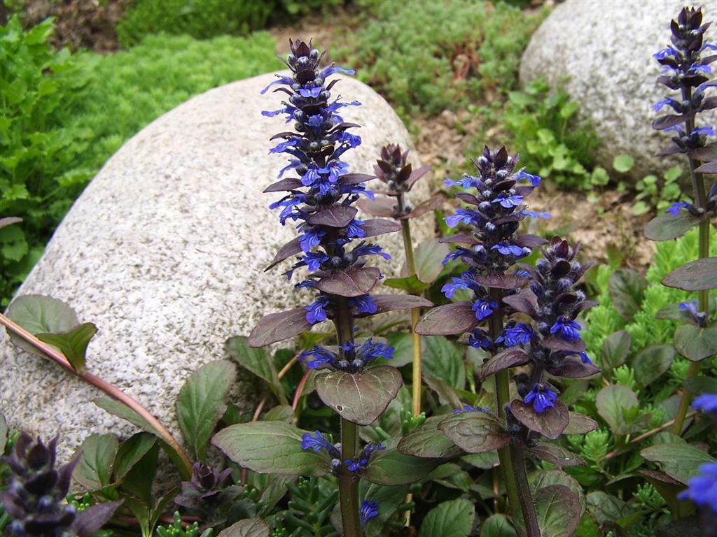 Ajuga_reptans_a1