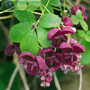 Akebia Quinata-trepadeira chocolate