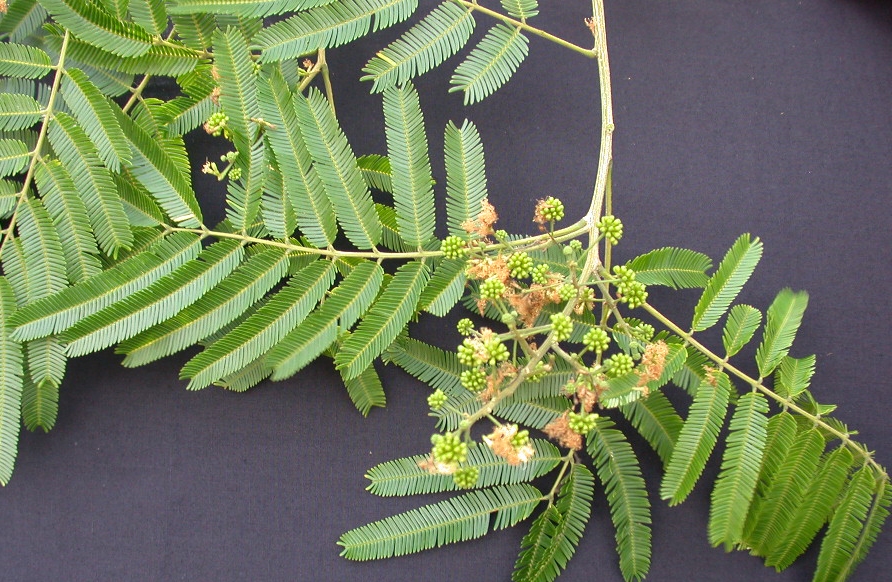 Albizia niopoides