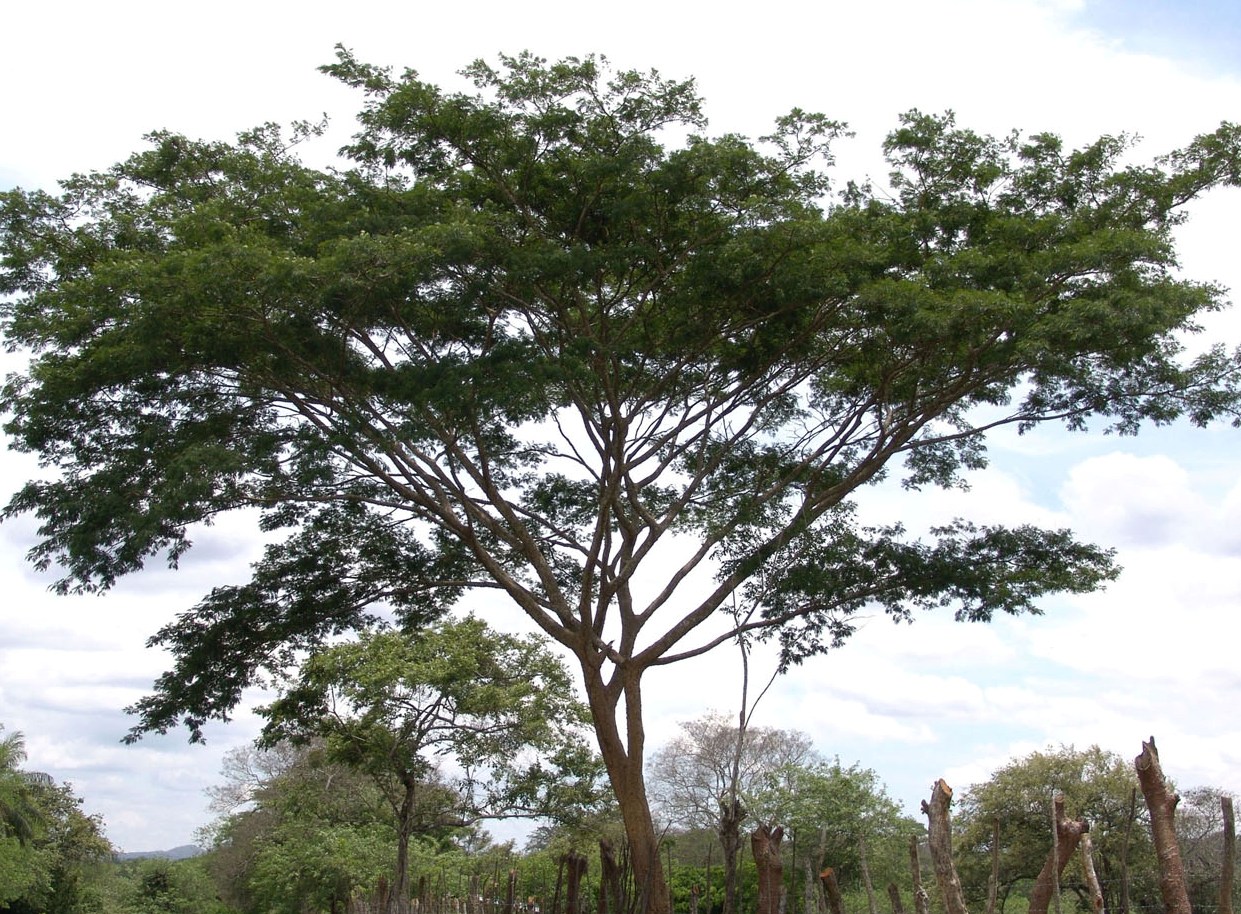 Albizia niopoides1