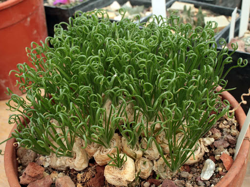 Albuca-Spiral