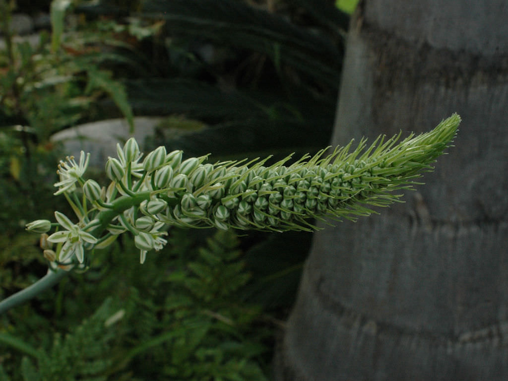 Albuca-bracteata