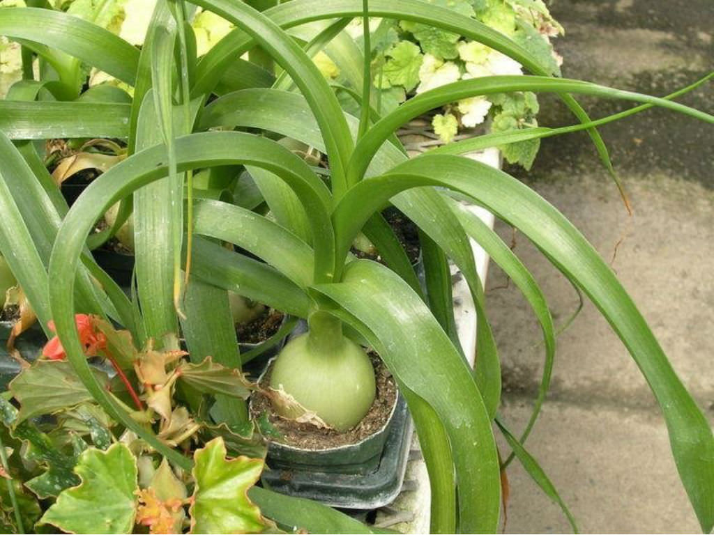 Albuca-bracteata-Pregnant-Onion3