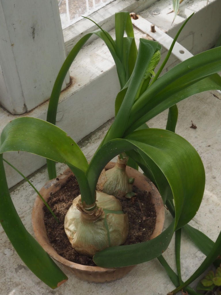 Albuca 