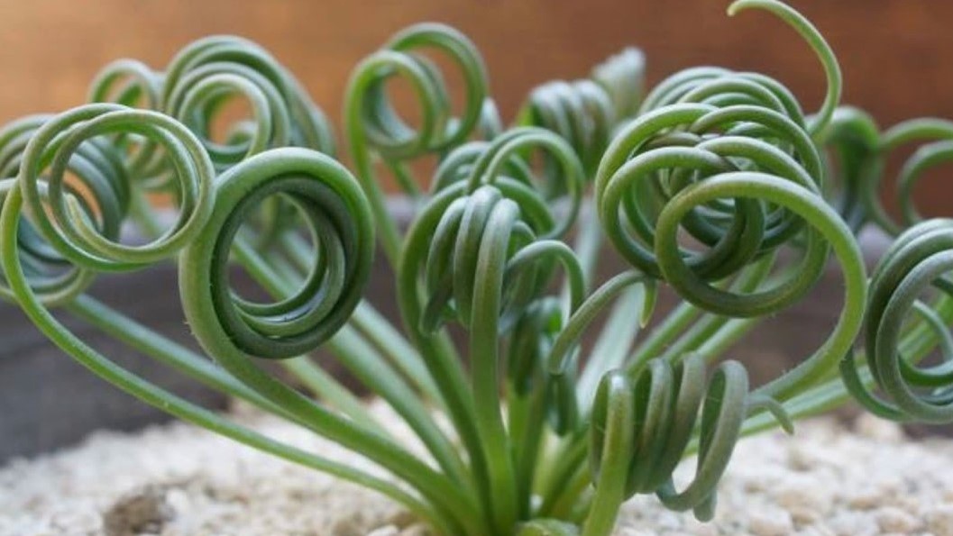 Albuca spiralis