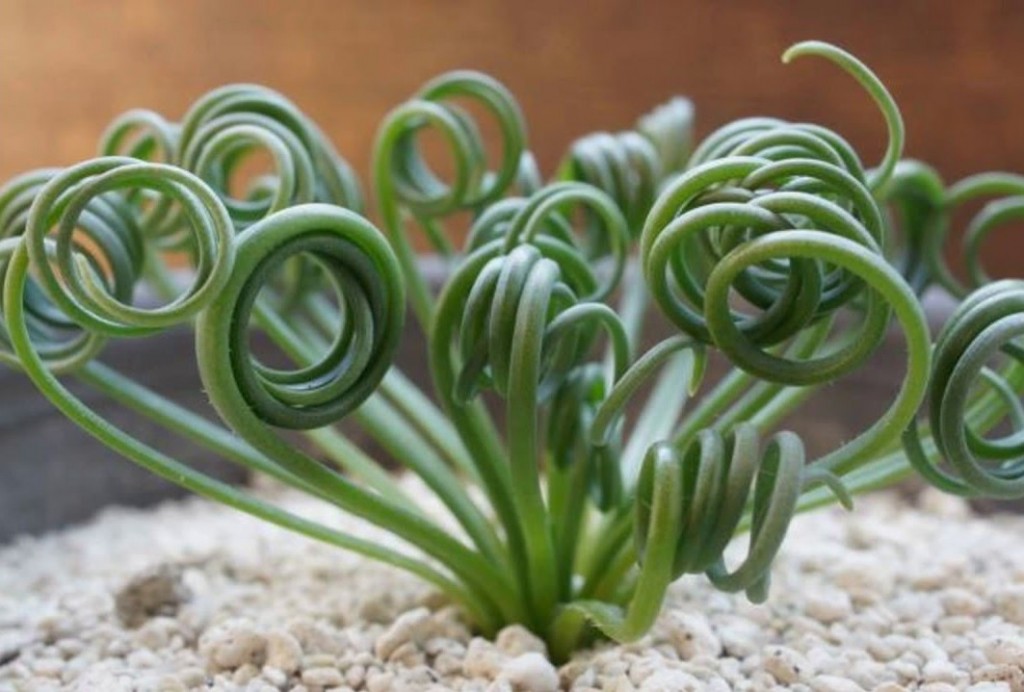 Albuca spiralis