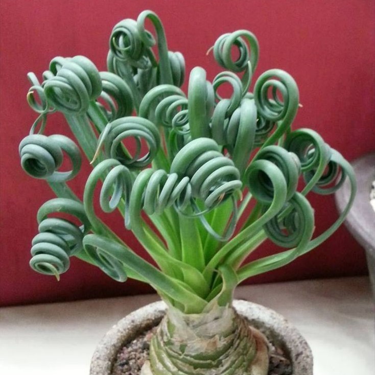 Albuca-spiralis