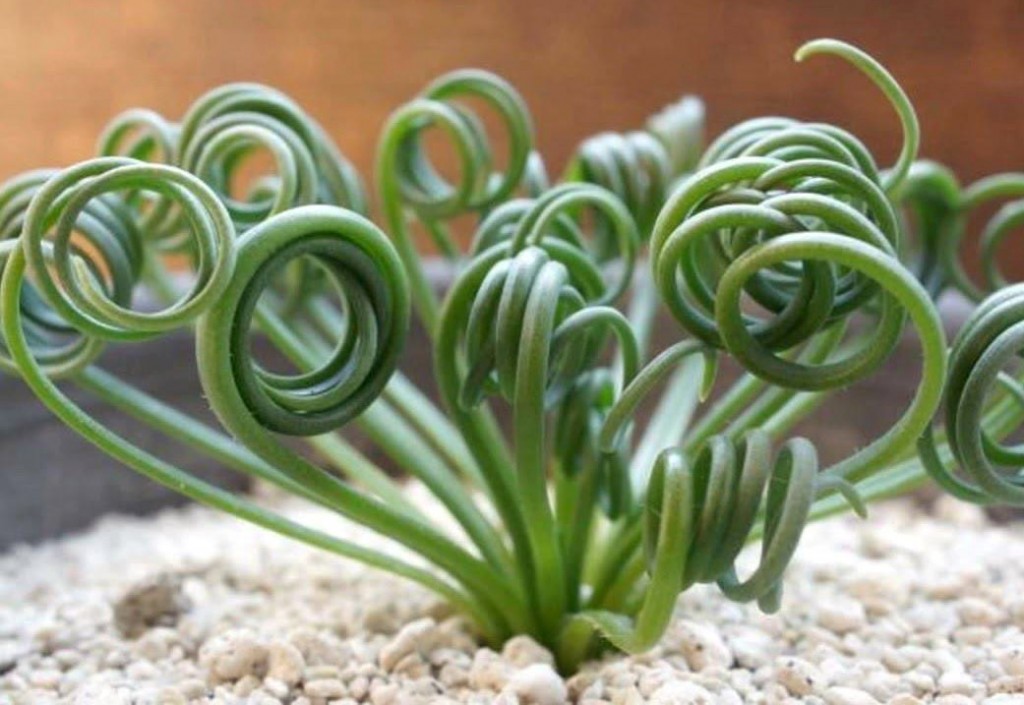 Albuca spiralis