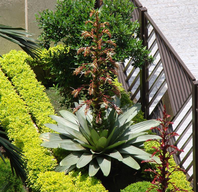Alcantarea_imperialis_