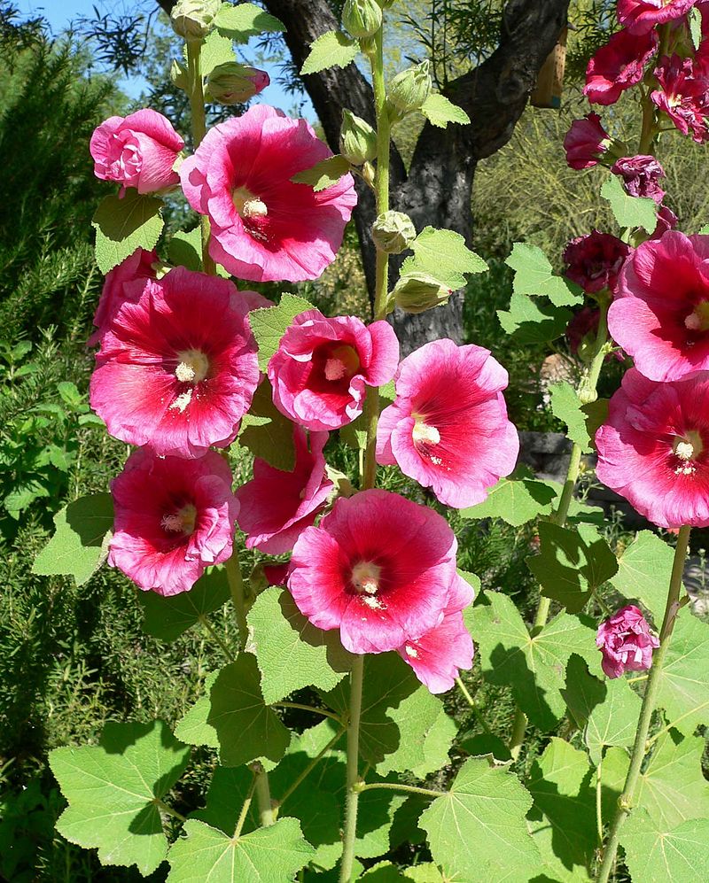 Alcea_rosea