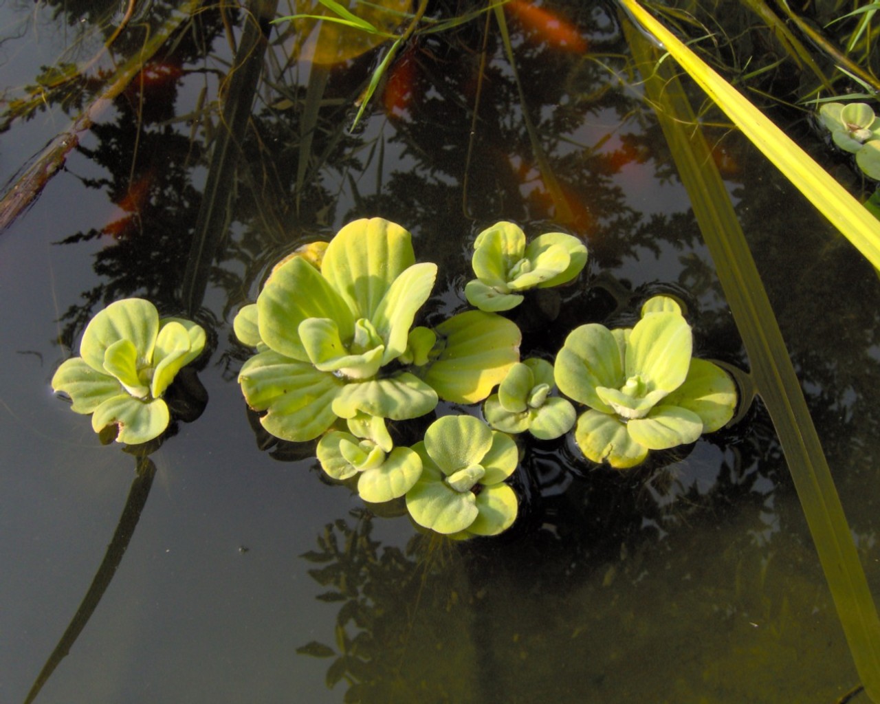 Alface-d’água ou Erva-de-Santa-Luzia (Pistia stratiotes)