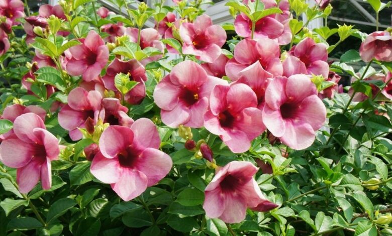 Allamanda-cathartica-rosa