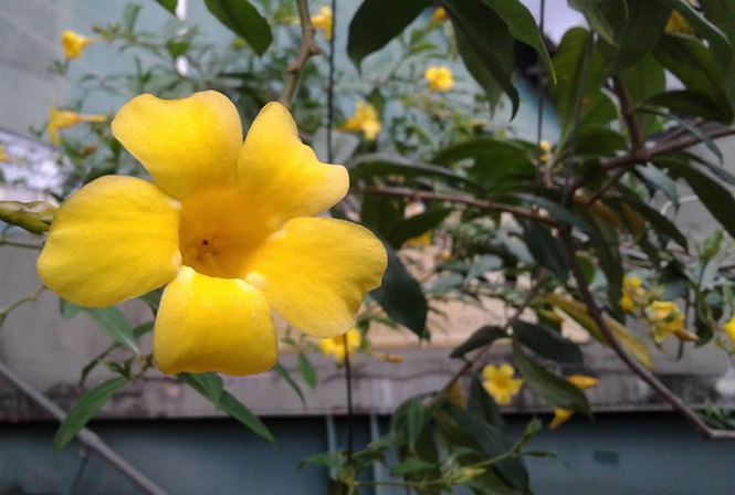 Allamanda cathartica