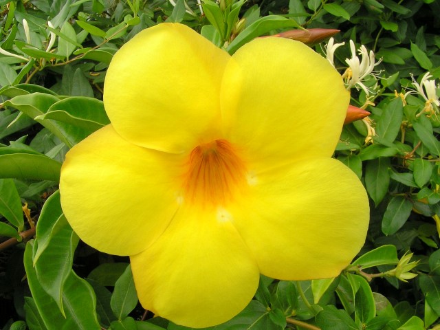 Allamanda_cathartica_var_hendersonii (2)