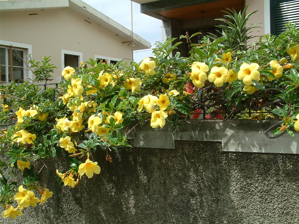 Allamanda_cathartica_var_hendersonii