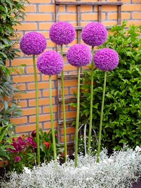 Allium Giganteum