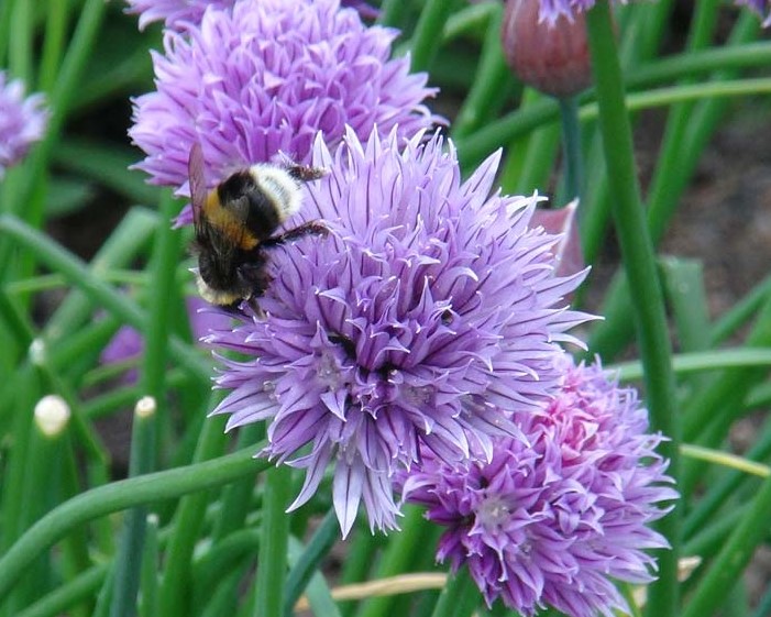 Allium-Schoenoprasum-Bee