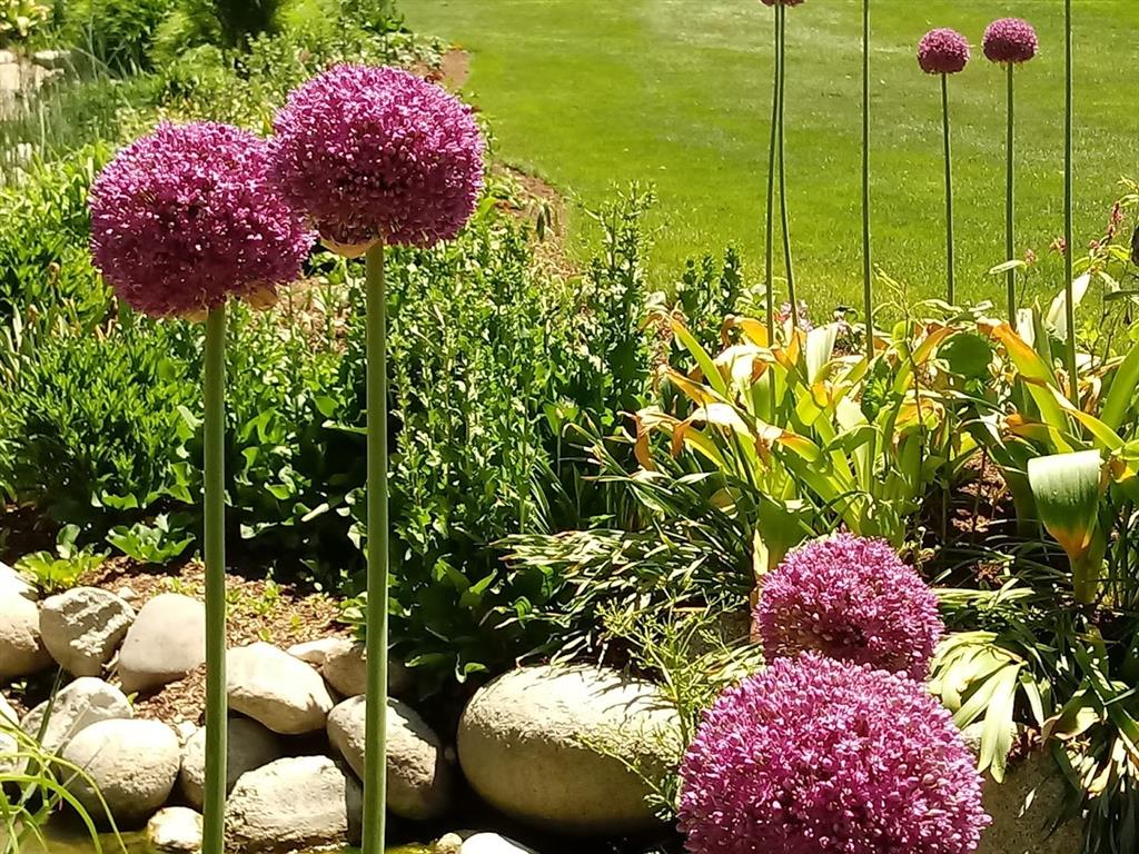 Allium ornamental