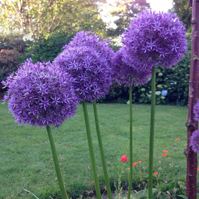 Allium_44