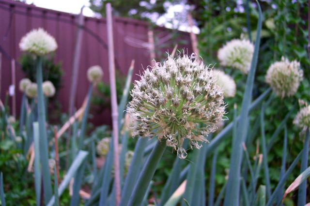 Allium_ascalonicum (Small)