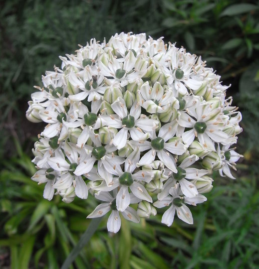 Allium_nigrum