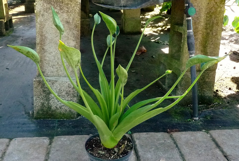 Alocasia-Tiny-Dancer