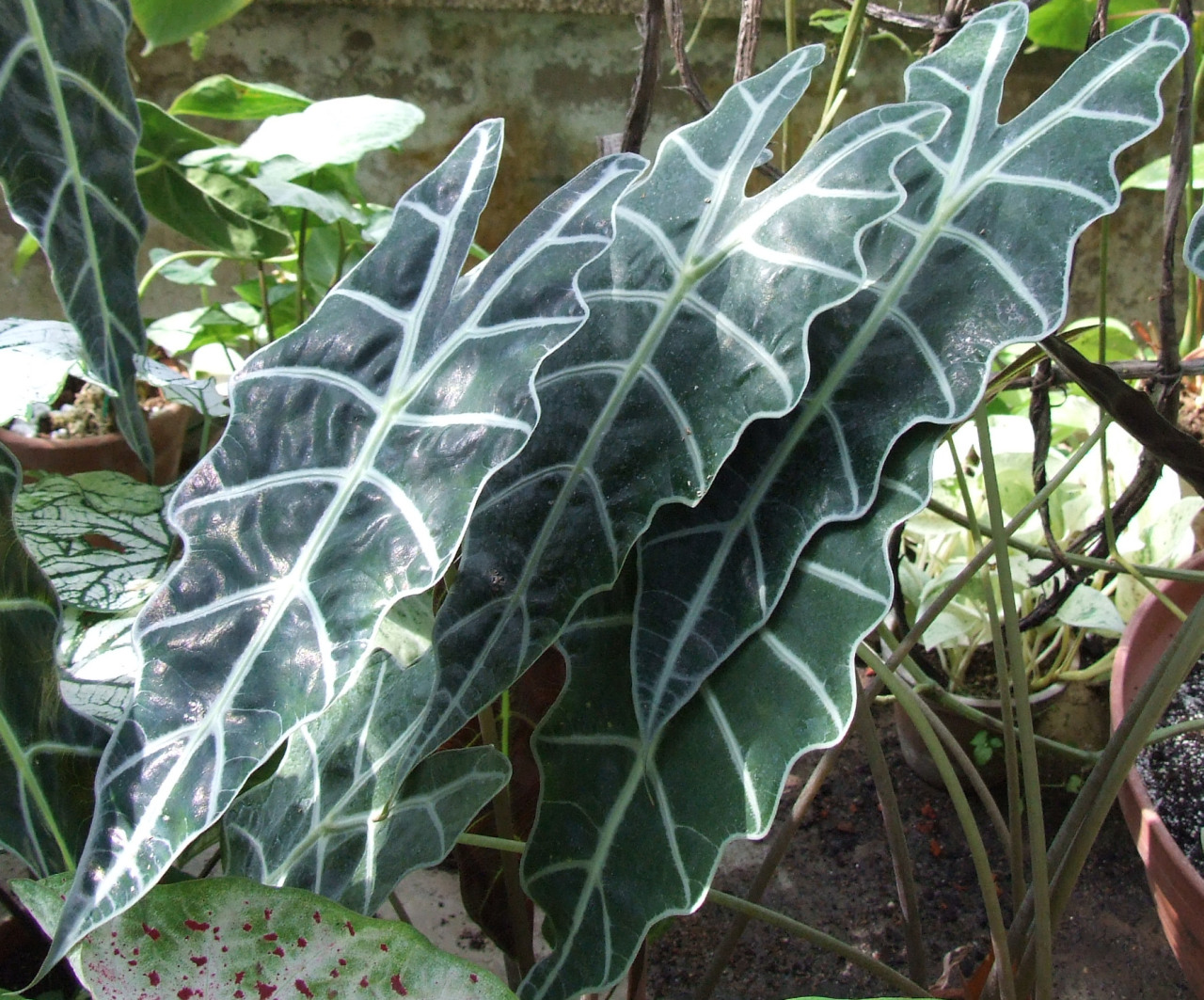 Alocasia amazônica