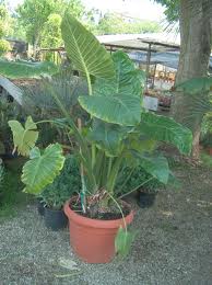 Alocasia macrorrhizos