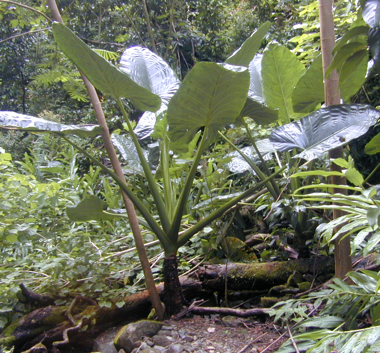 Alocasia macrorrhizos