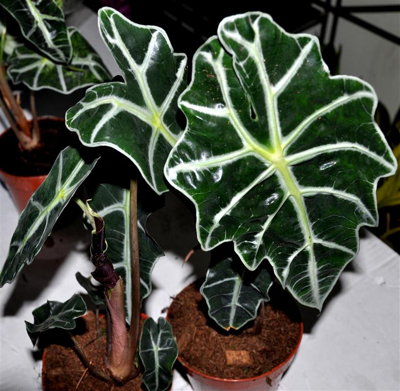 Alocasia_amazonica 