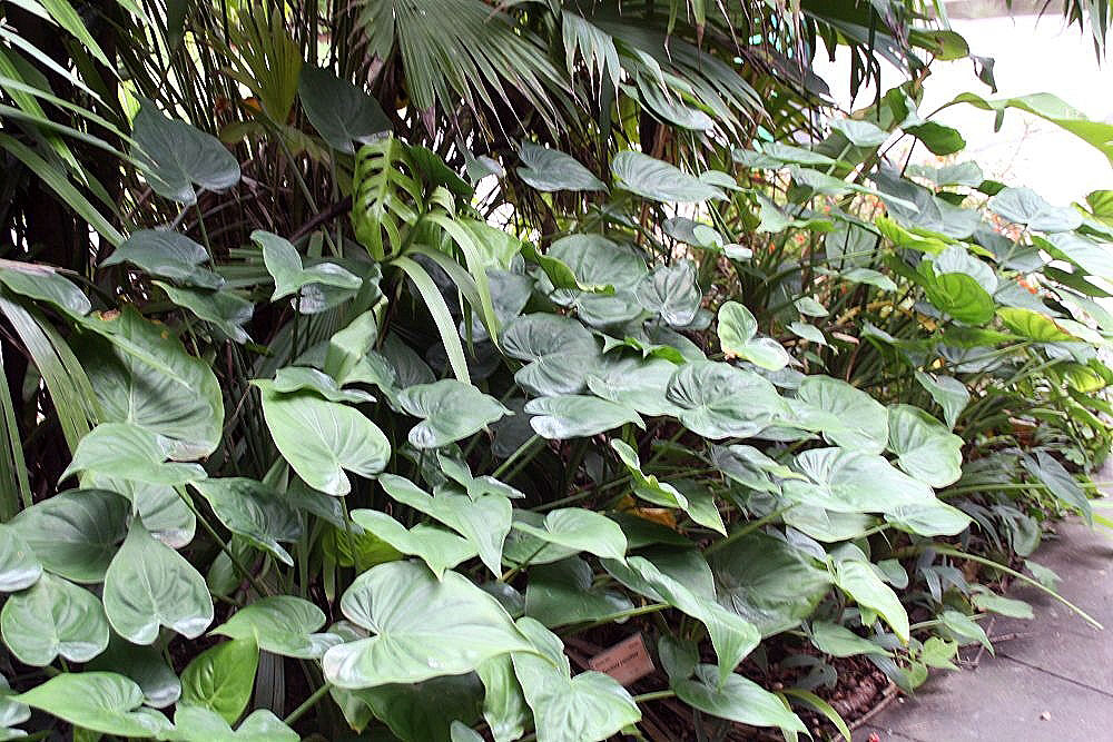 Alocasia_cucullata