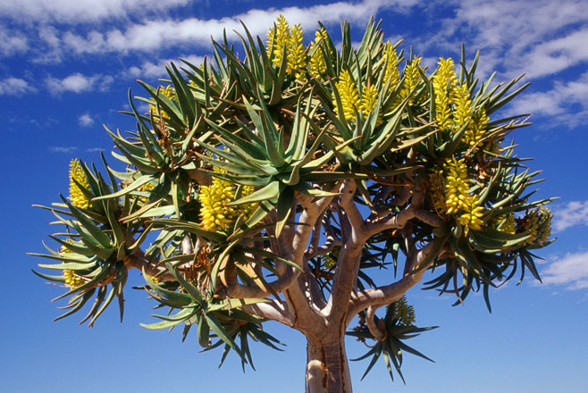 Aloe '