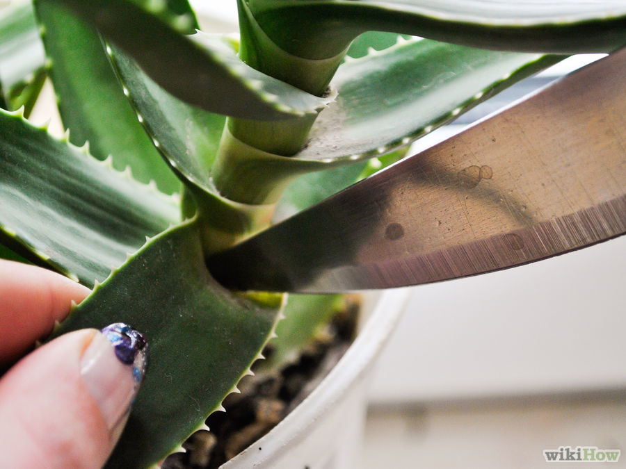 Aloe-Vera-Plant