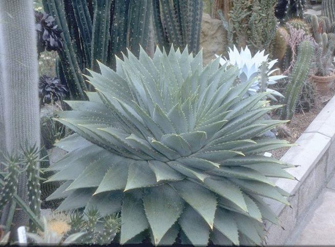 - Aloe barbadensis