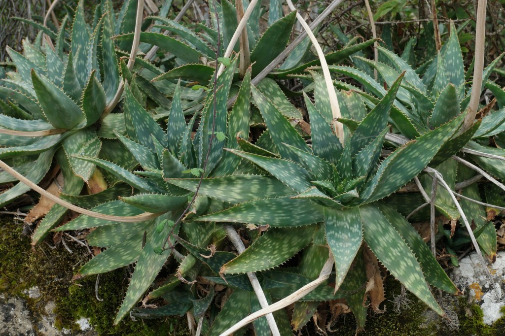Aloe-maculata