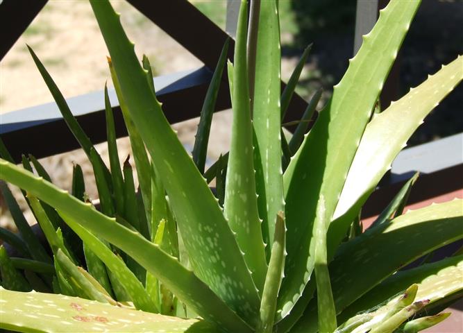 Aloe_Vera