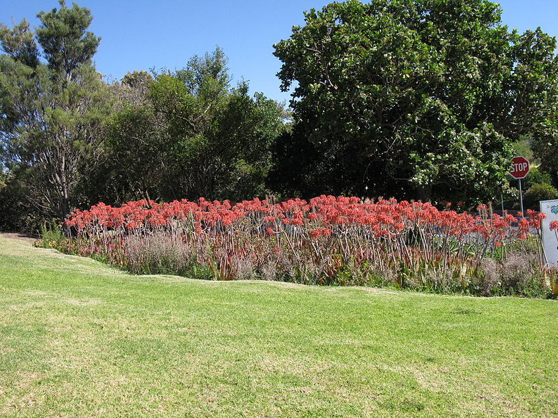 Aloe_maculata