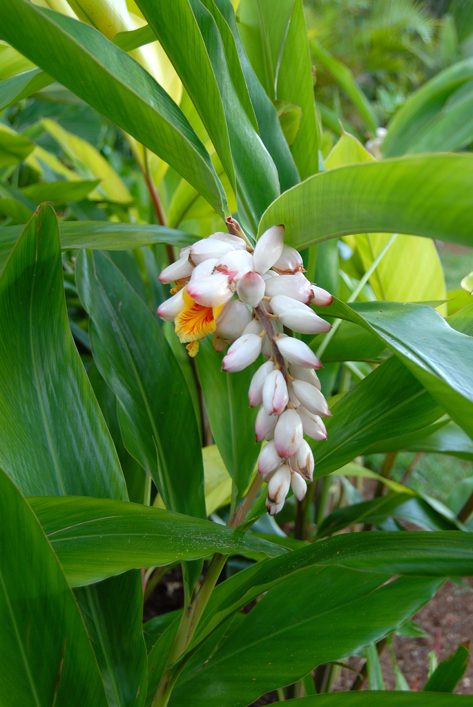 Alpinia Zerumbet