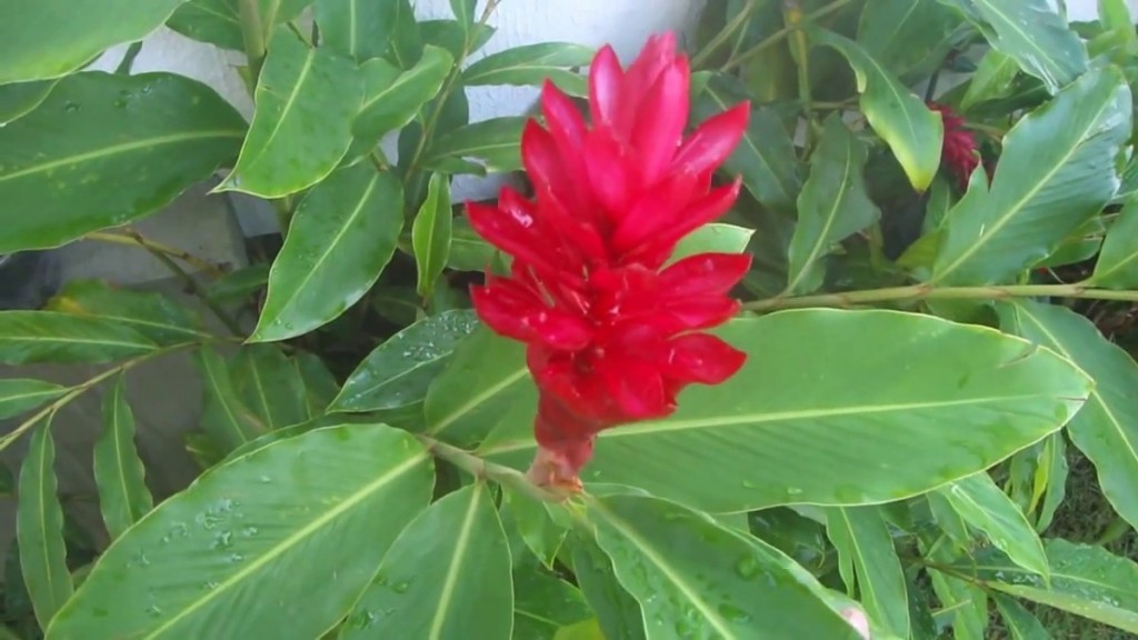 Alpinia purpurata